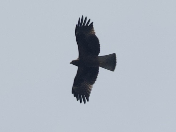 Booted Eagle - ML646109337