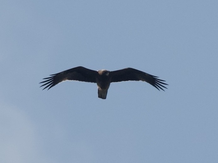 Booted Eagle - ML646109338