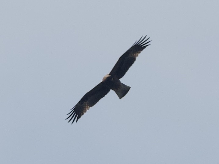 Booted Eagle - ML646109339