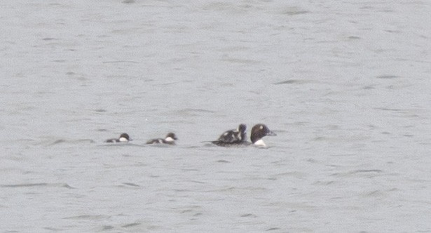 Common Goldeneye - ML646109343