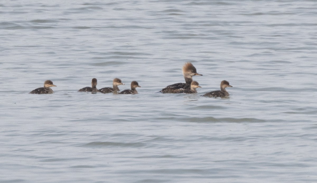 Hooded Merganser - ML646109346