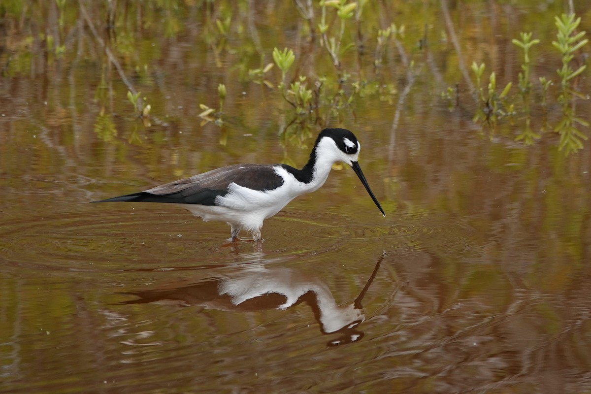 Black-necked Stilt - ML646109348