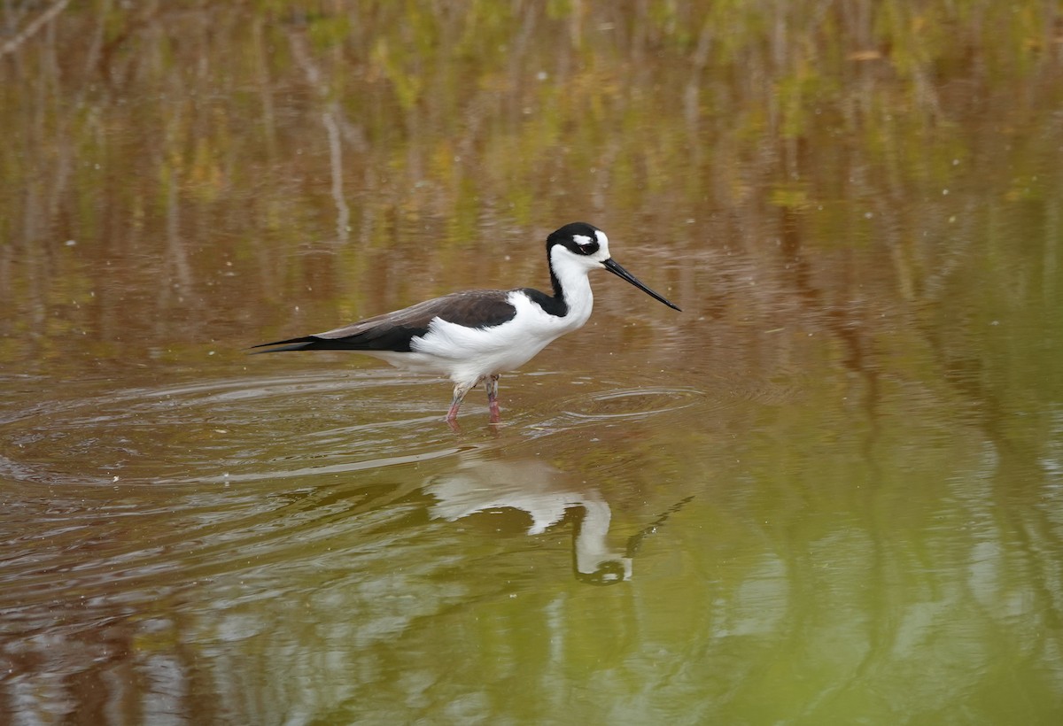 Black-necked Stilt - ML646109349
