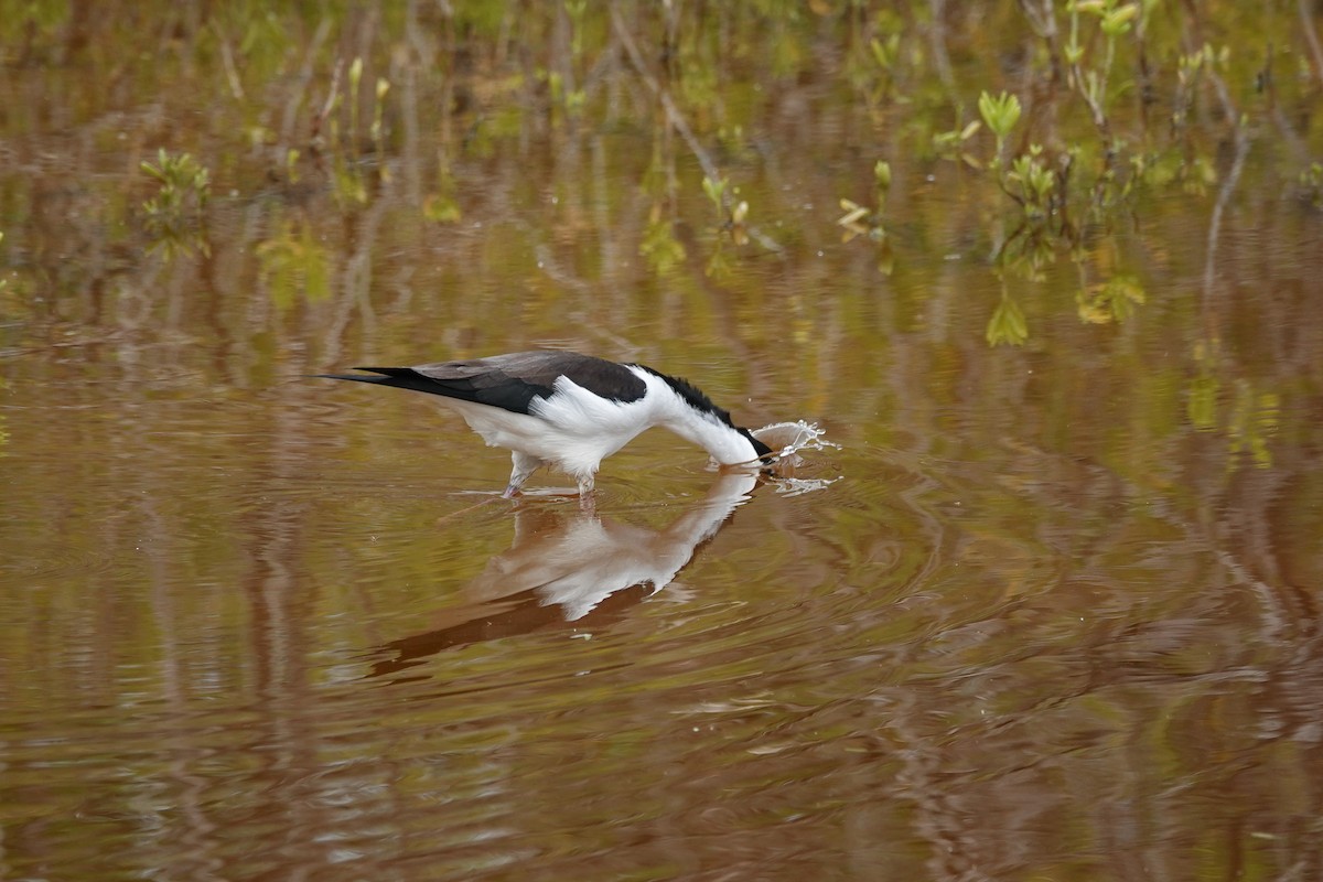 Black-necked Stilt - ML646109350