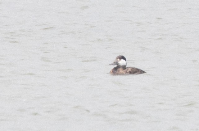 Ruddy Duck - ML646109351