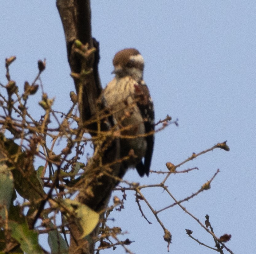 Brown-capped Pygmy Woodpecker - ML646109352