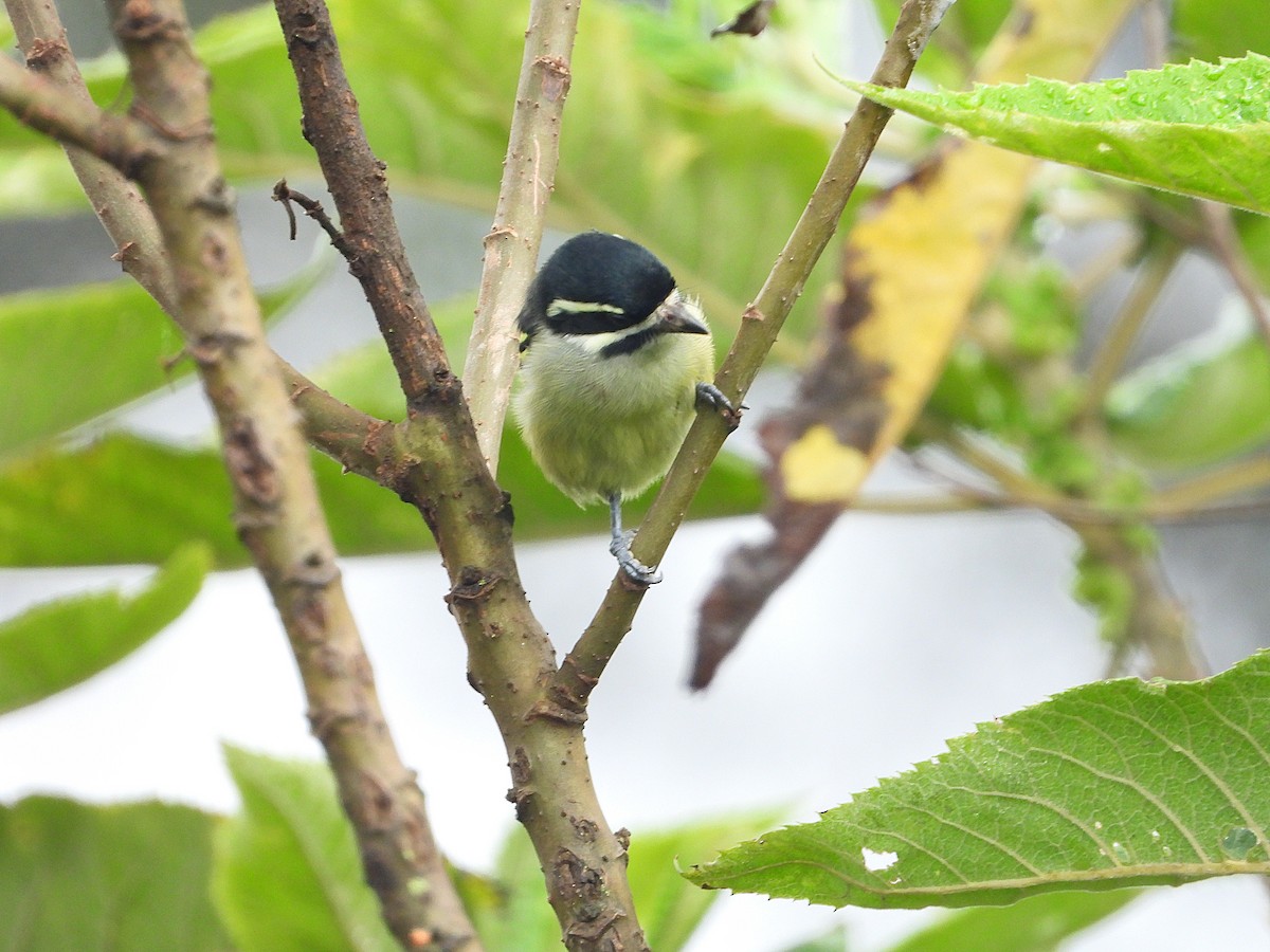 Yellow-rumped Tinkerbird - ML646109353