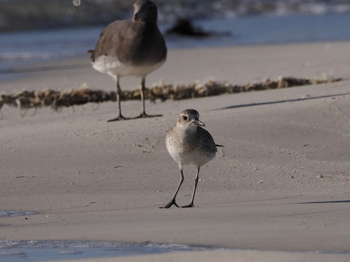 Black-bellied Plover - ML646109354