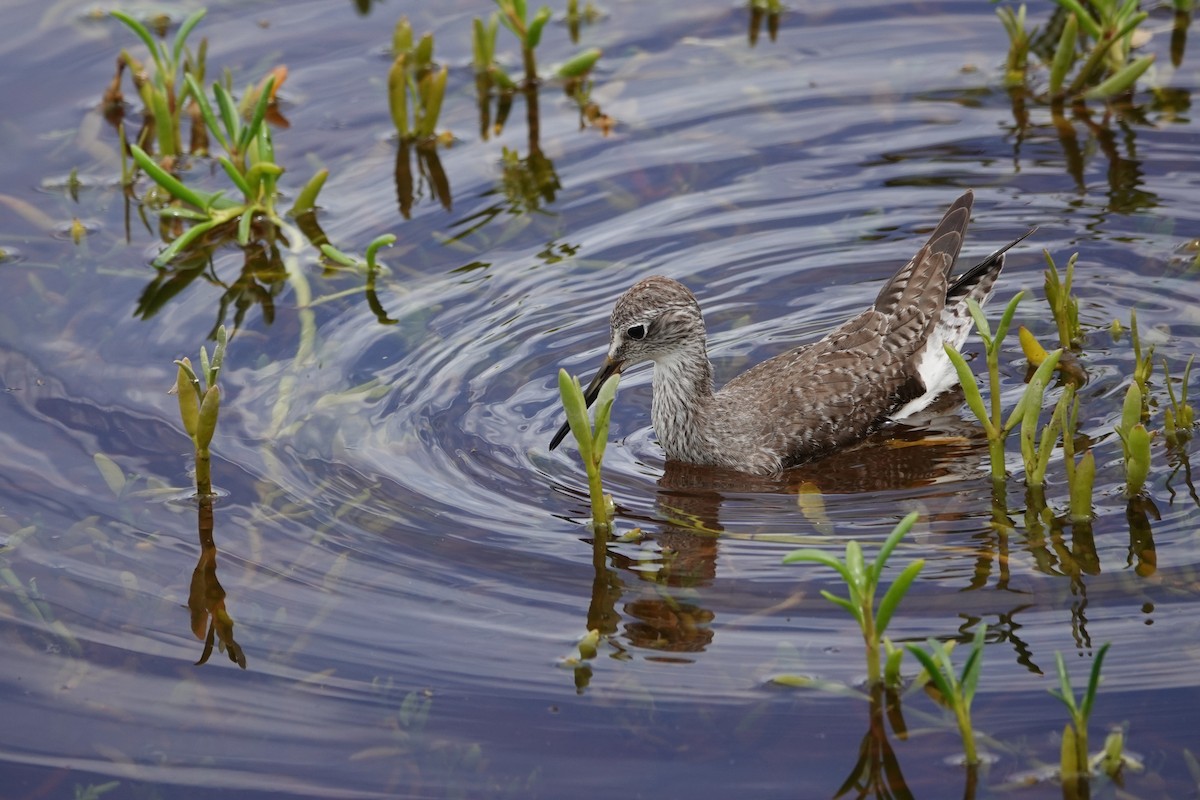 Lesser Yellowlegs - ML646109355