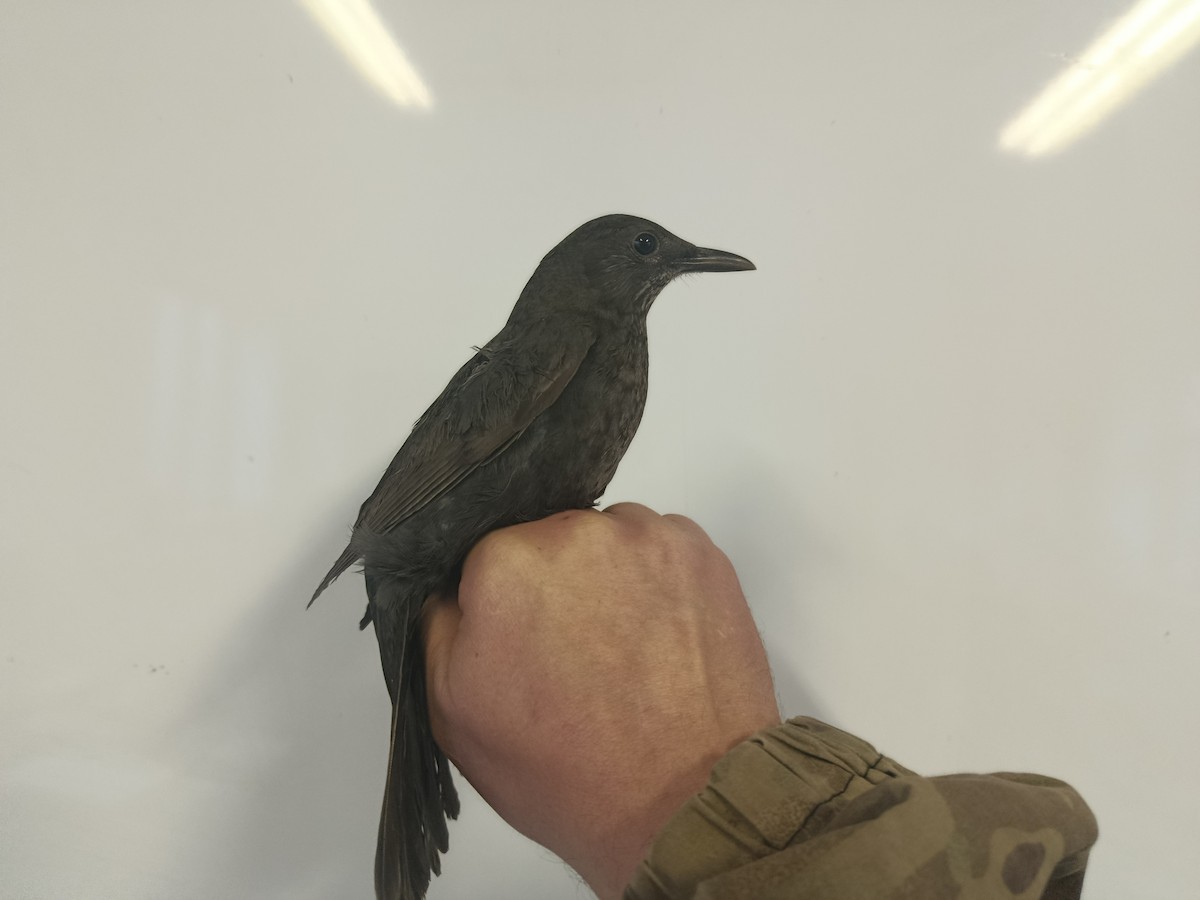 Eurasian Blackbird - ML646109356
