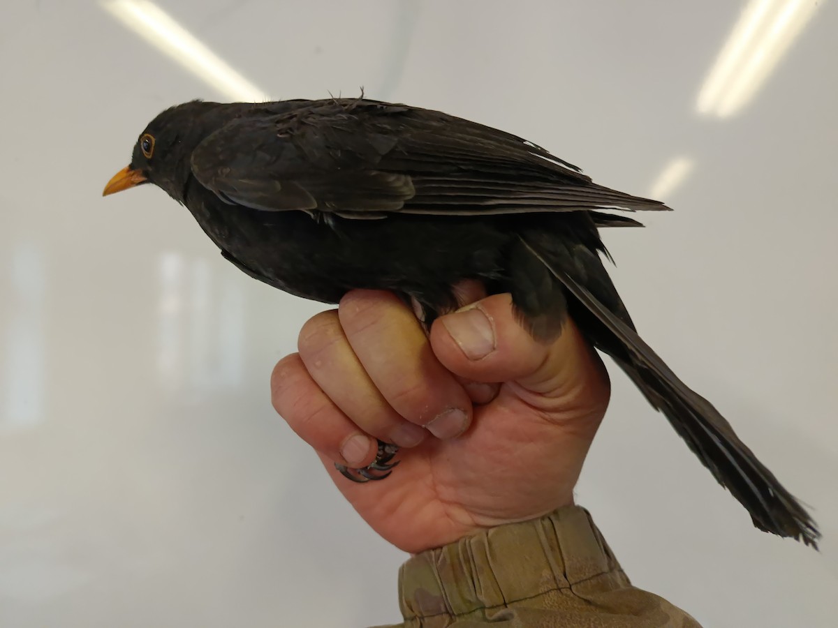 Eurasian Blackbird - ML646109357