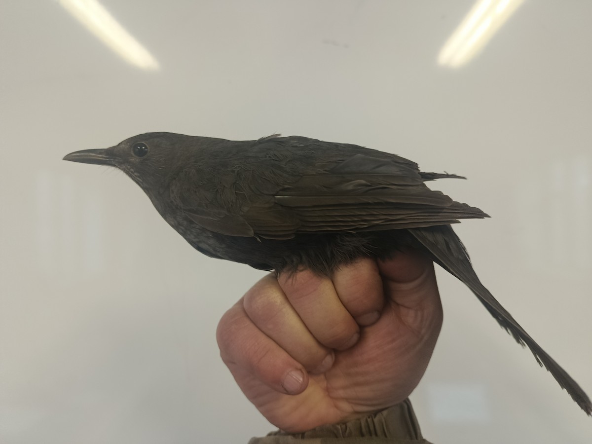 Eurasian Blackbird - ML646109358
