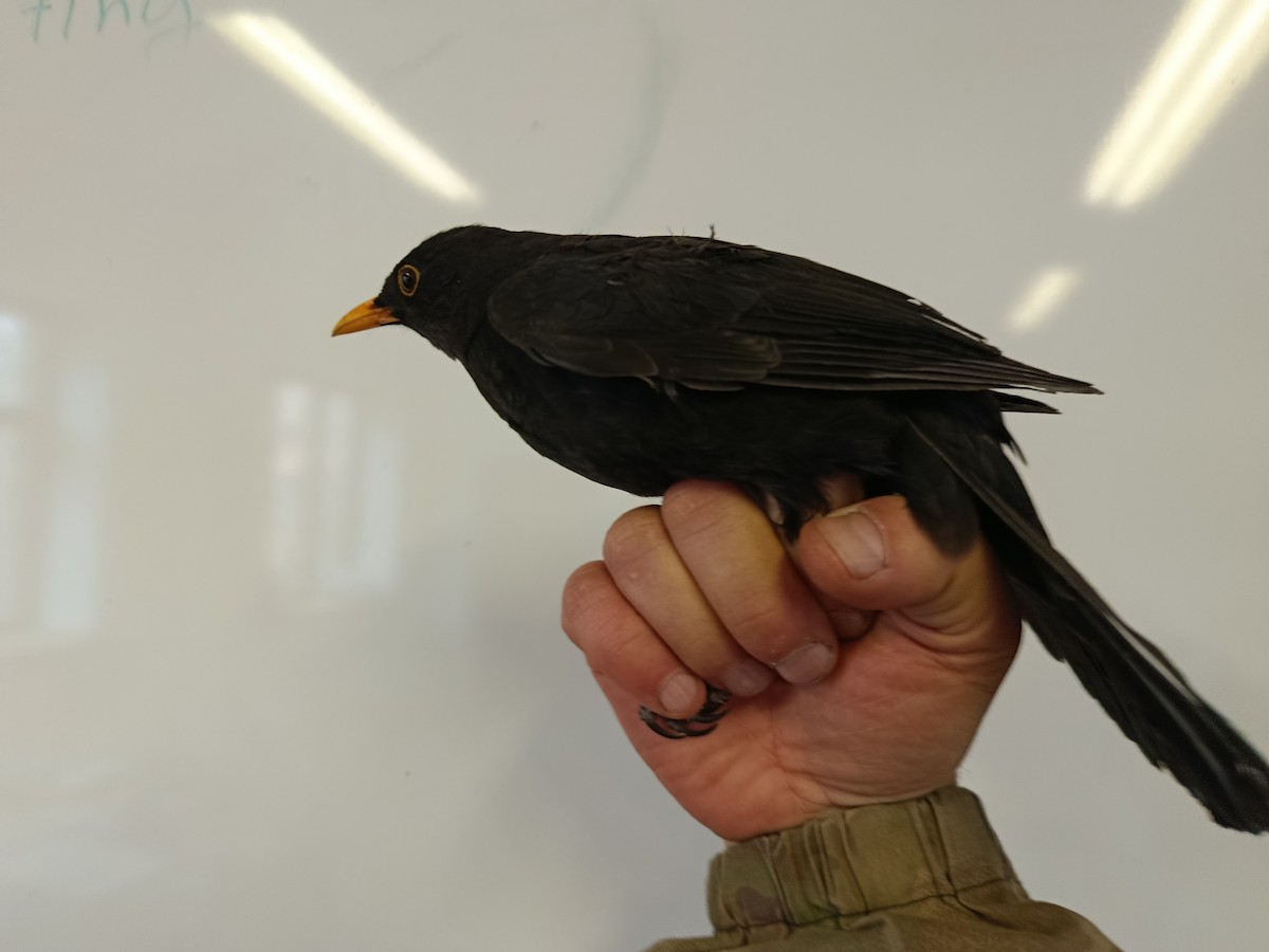 Eurasian Blackbird - ML646109359