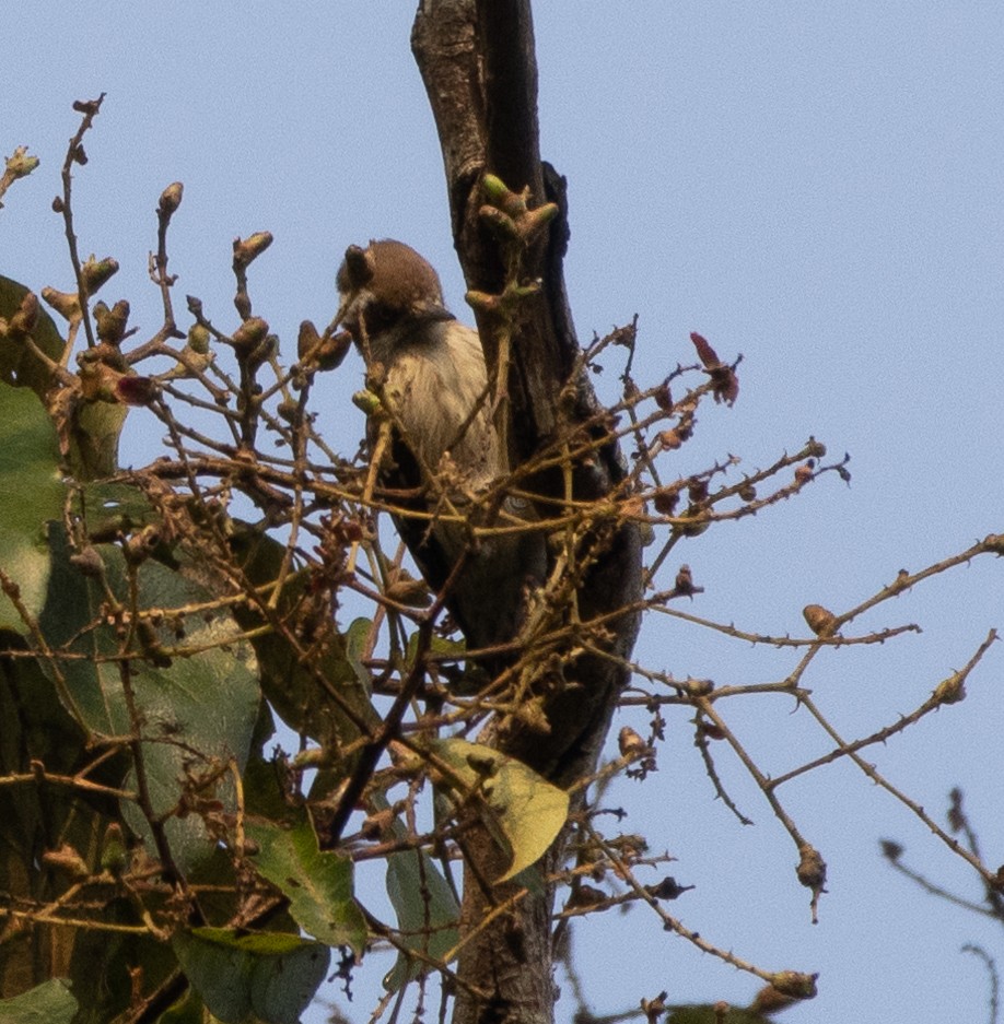 Brown-capped Pygmy Woodpecker - ML646109360