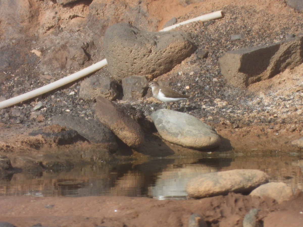 Common Sandpiper - ML646109362