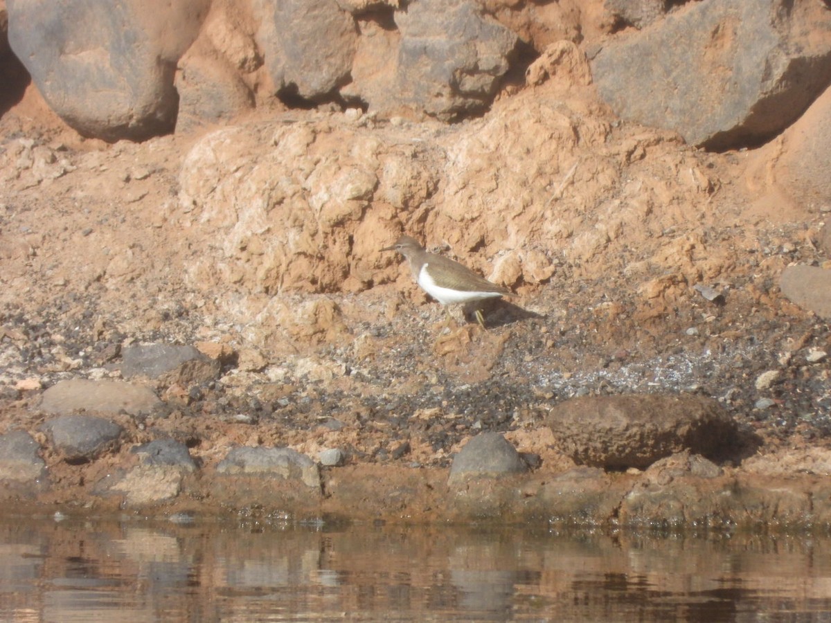 Common Sandpiper - ML646109363