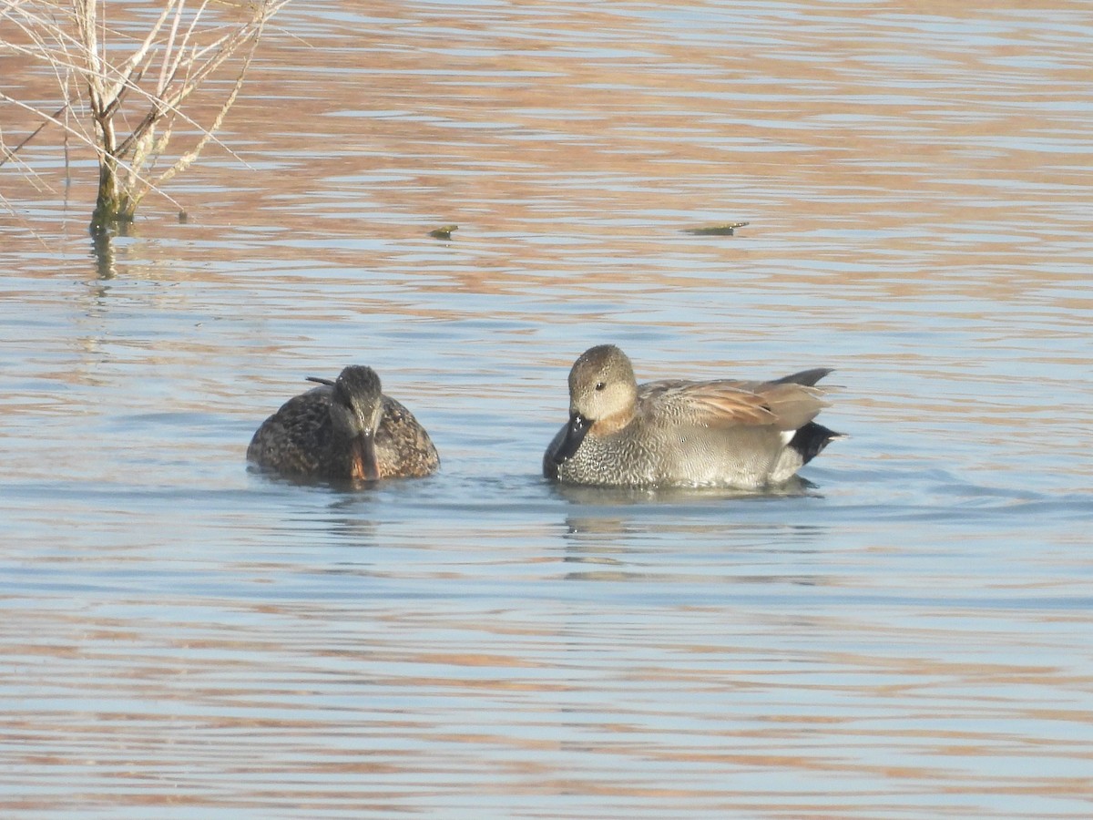 Gadwall - ML646109364
