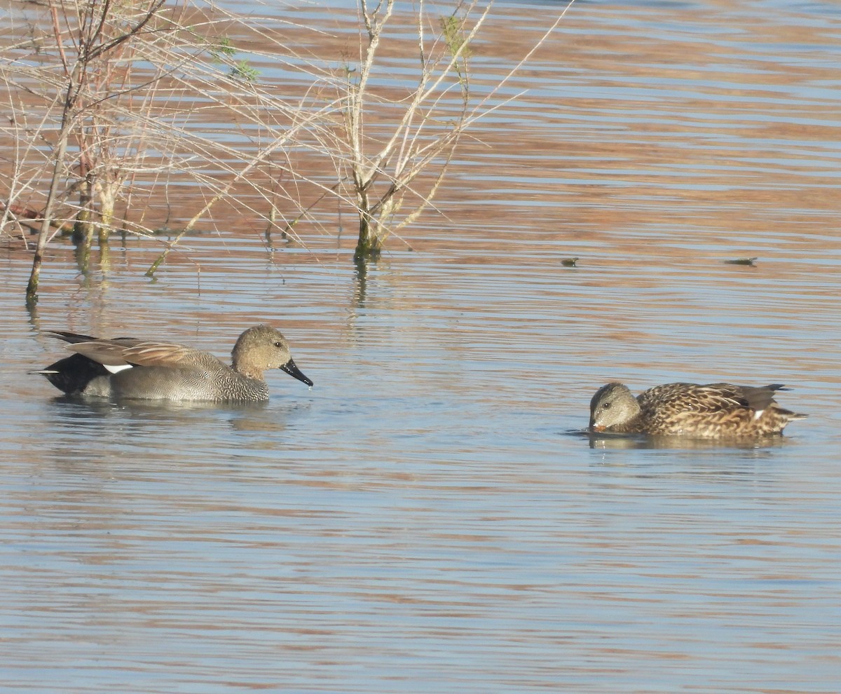Gadwall - ML646109365