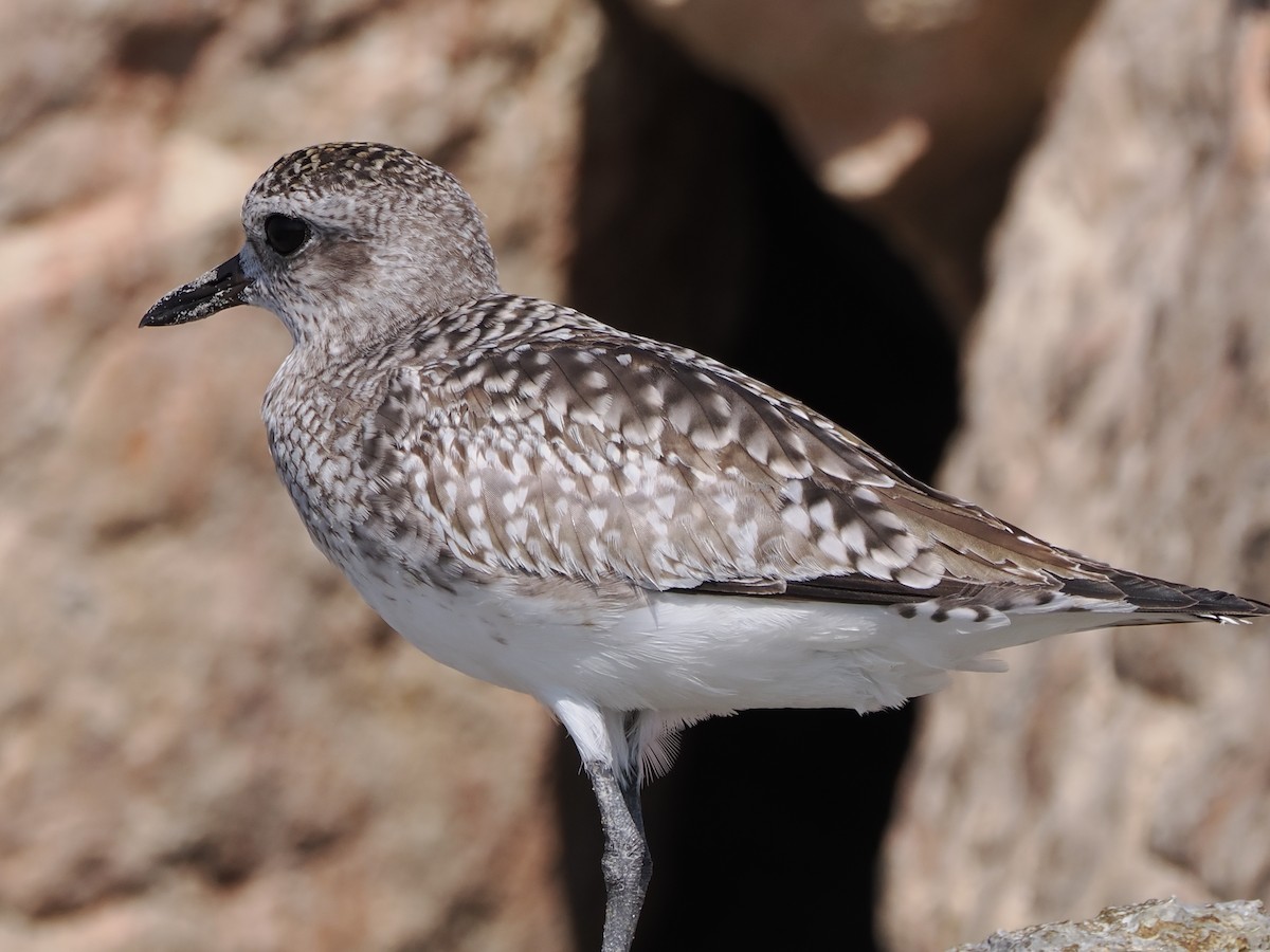Black-bellied Plover - ML646109366