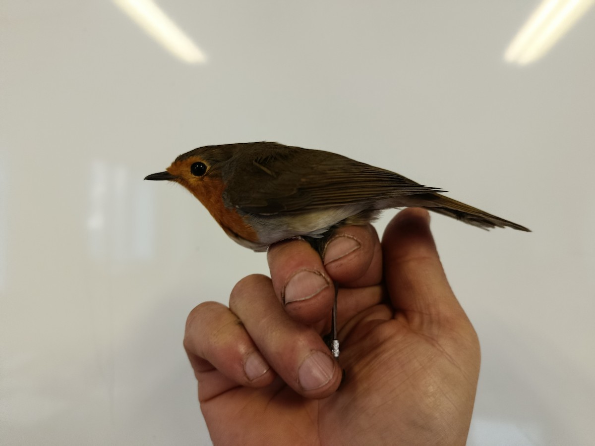 European Robin - ML646109369