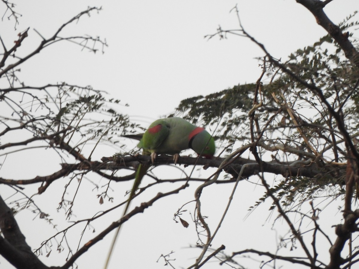 Alexandrine Parakeet - ML646109370