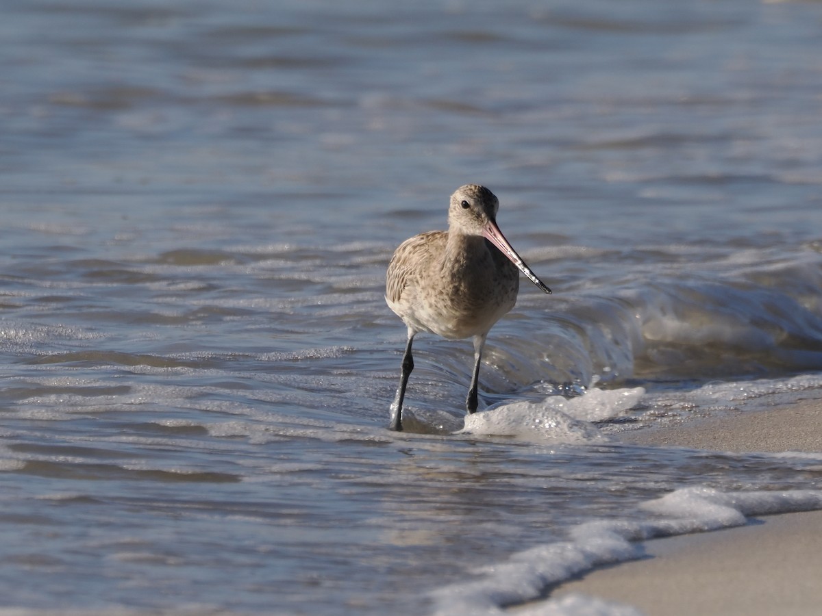 Bar-tailed Godwit - ML646109371