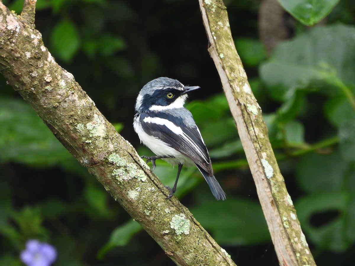 Chinspot Batis - ML646109372