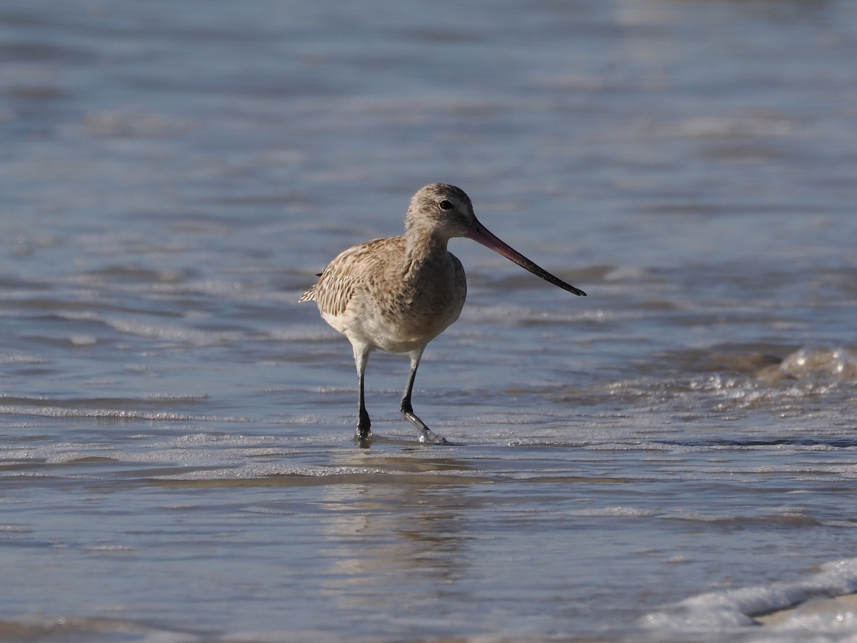 Bar-tailed Godwit - ML646109374