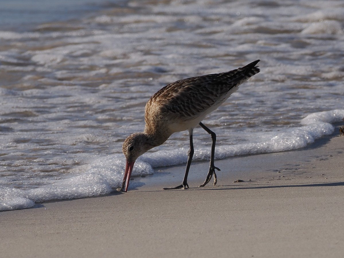 Bar-tailed Godwit - ML646109377