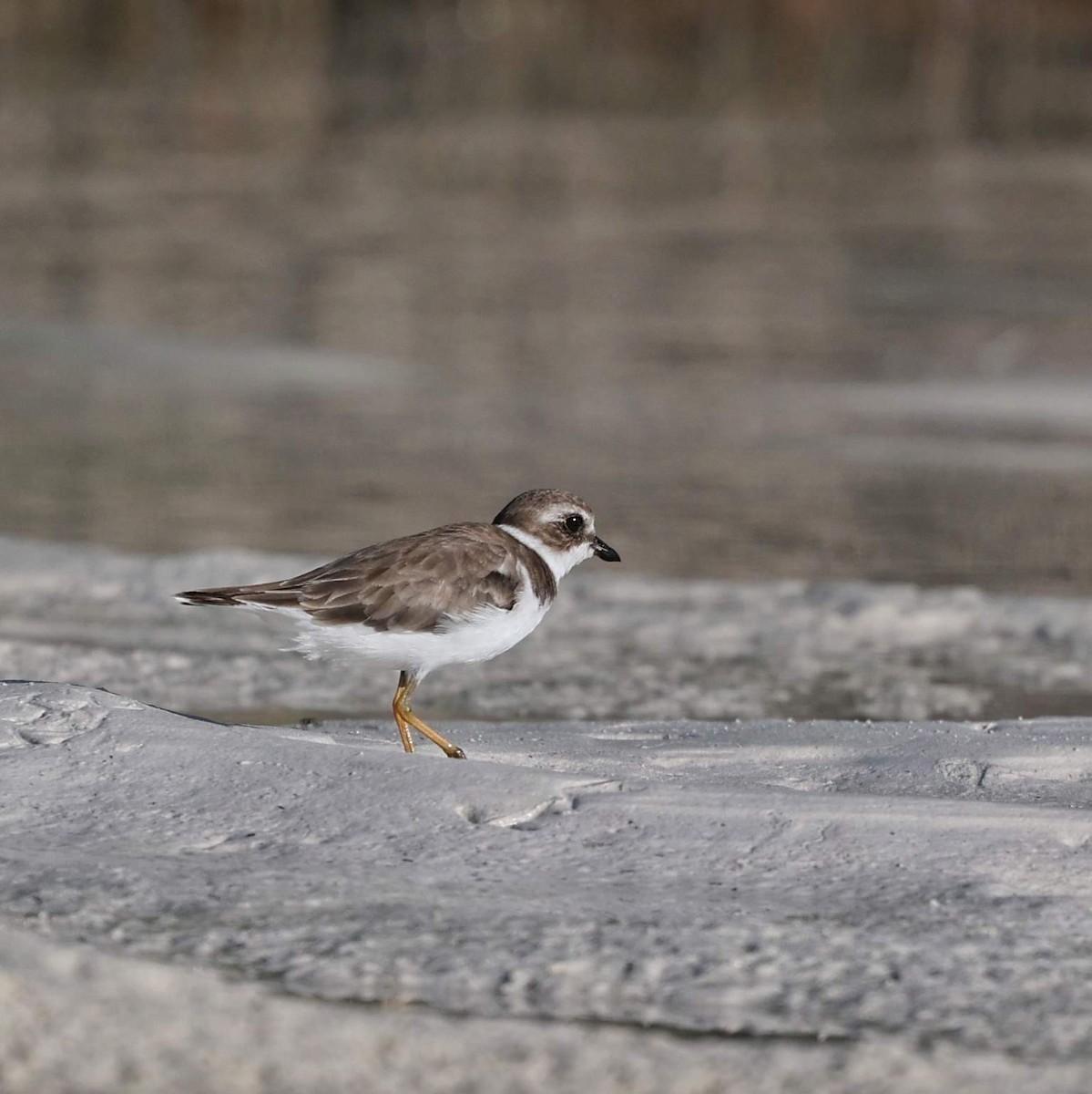 Semipalmated Plover - ML646109378