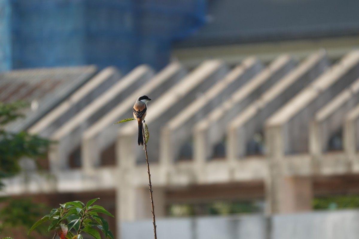 Long-tailed Shrike - ML646109379