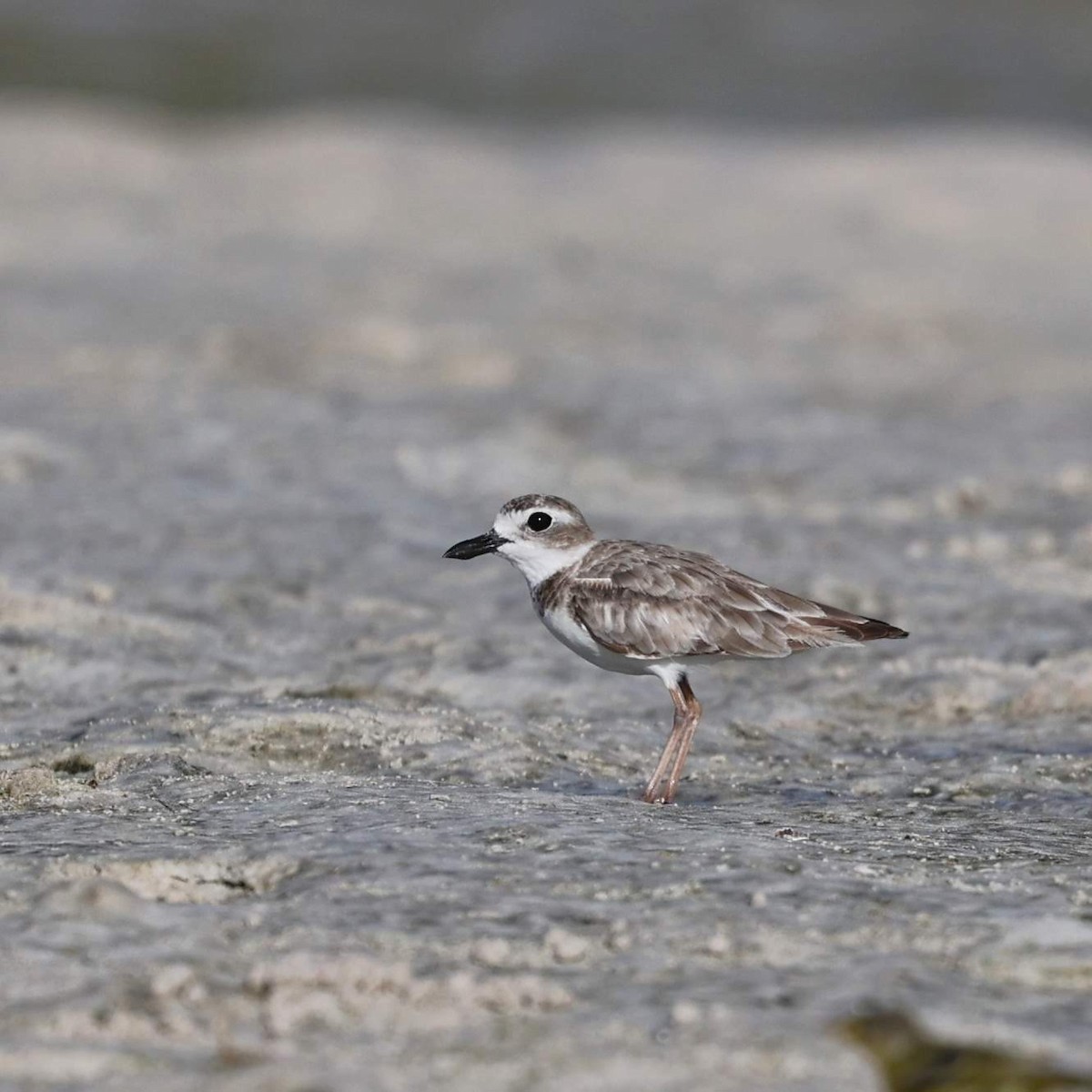 Wilson's Plover - ML646109380
