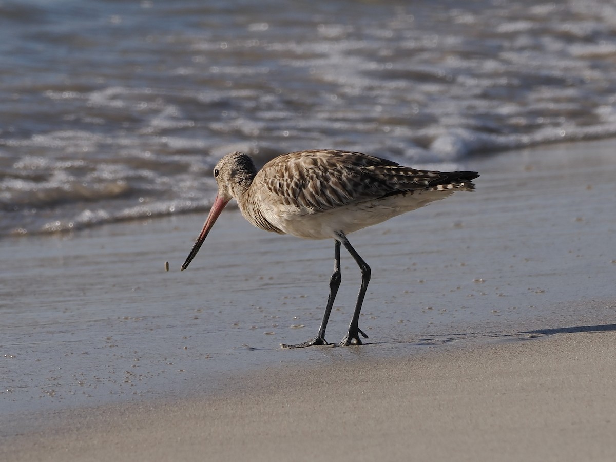 Bar-tailed Godwit - ML646109383