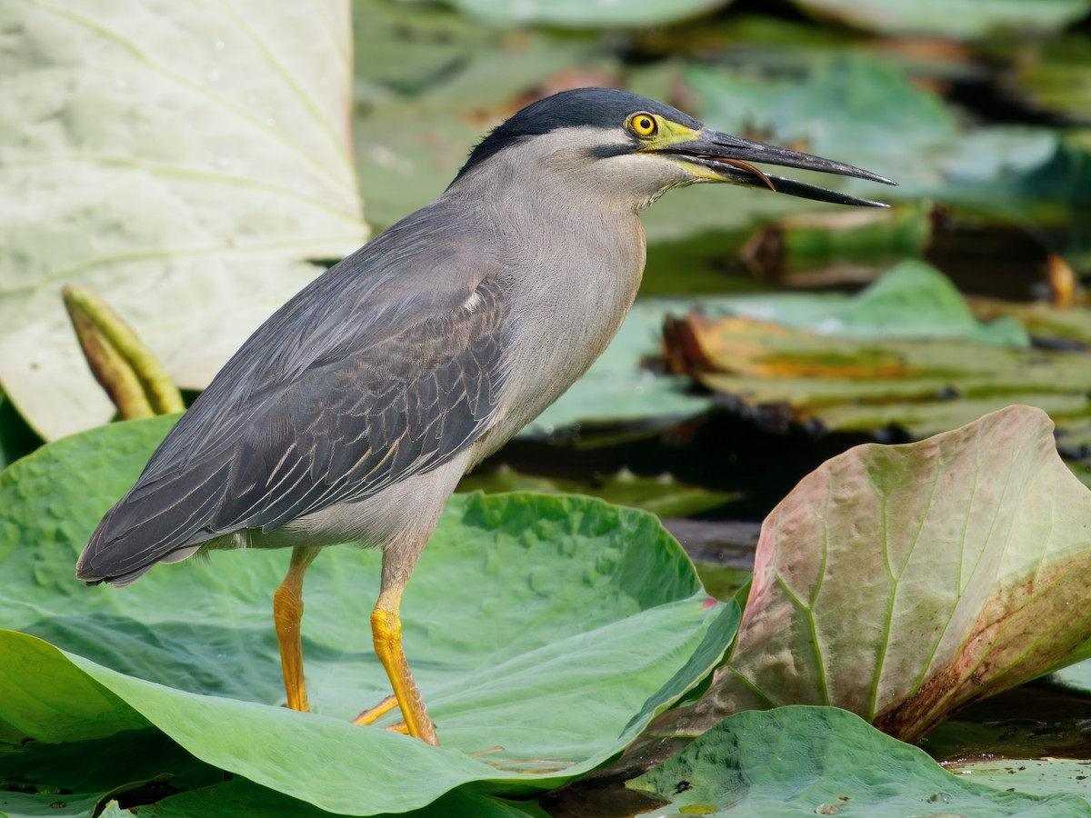 Little Heron - ML646109385