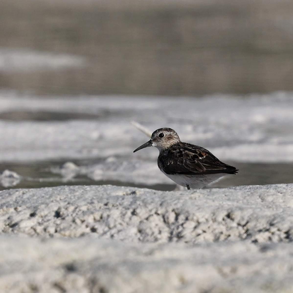 Least Sandpiper - ML646109386