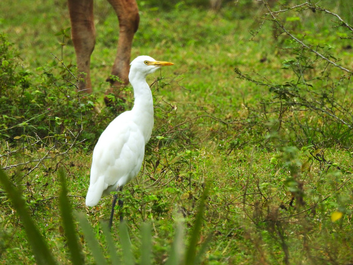 Eastern Cattle-Egret - ML646109387
