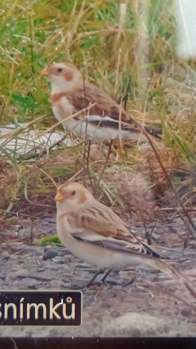 Snow Bunting - ML646109391