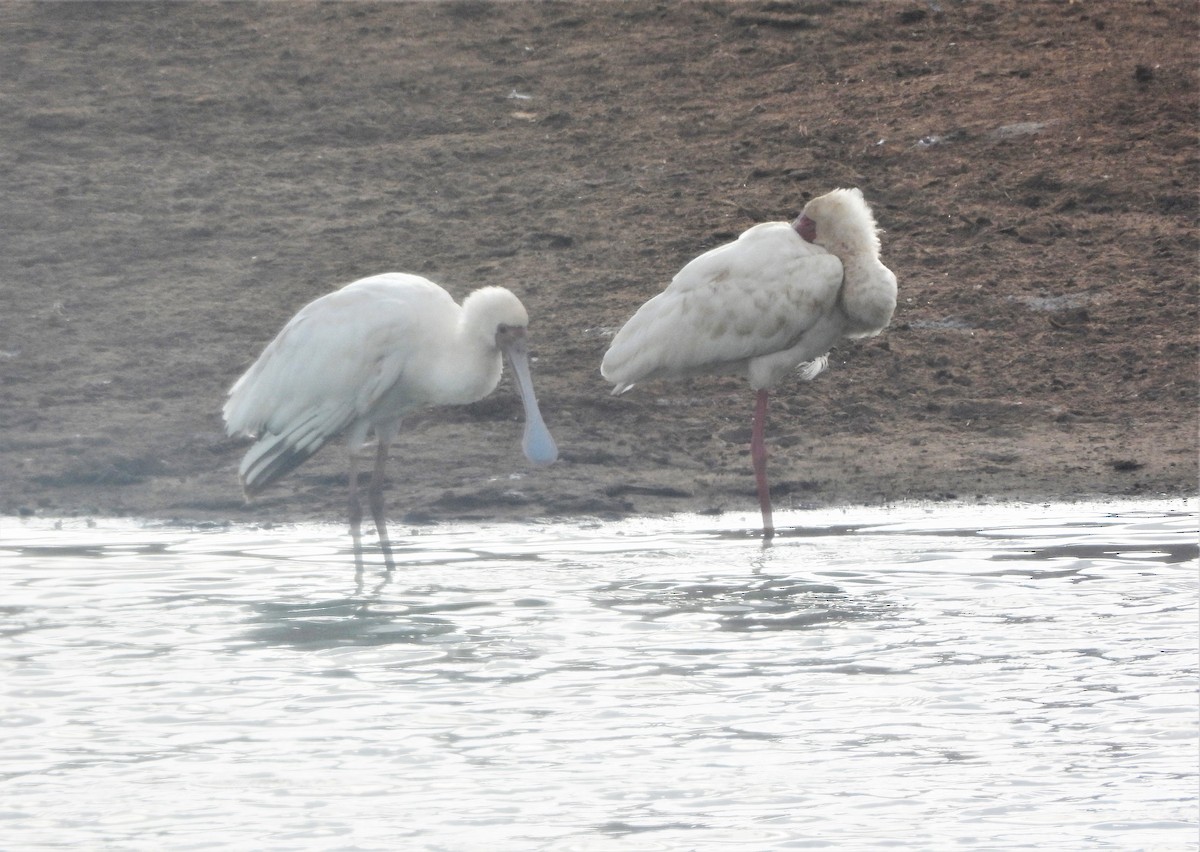 African Spoonbill - ML646109401