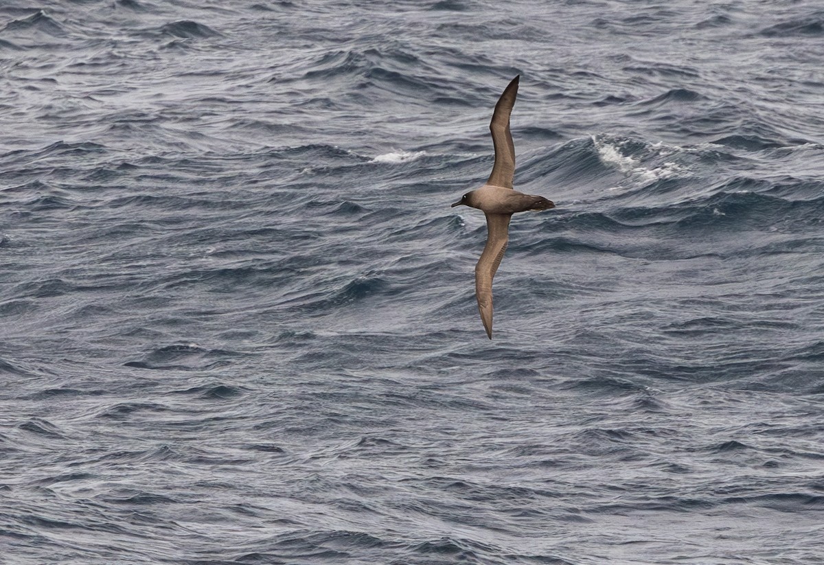 Albatros hauskara - ML646109403