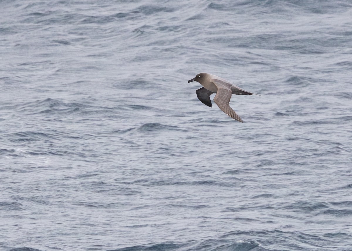 Albatros hauskara - ML646109404