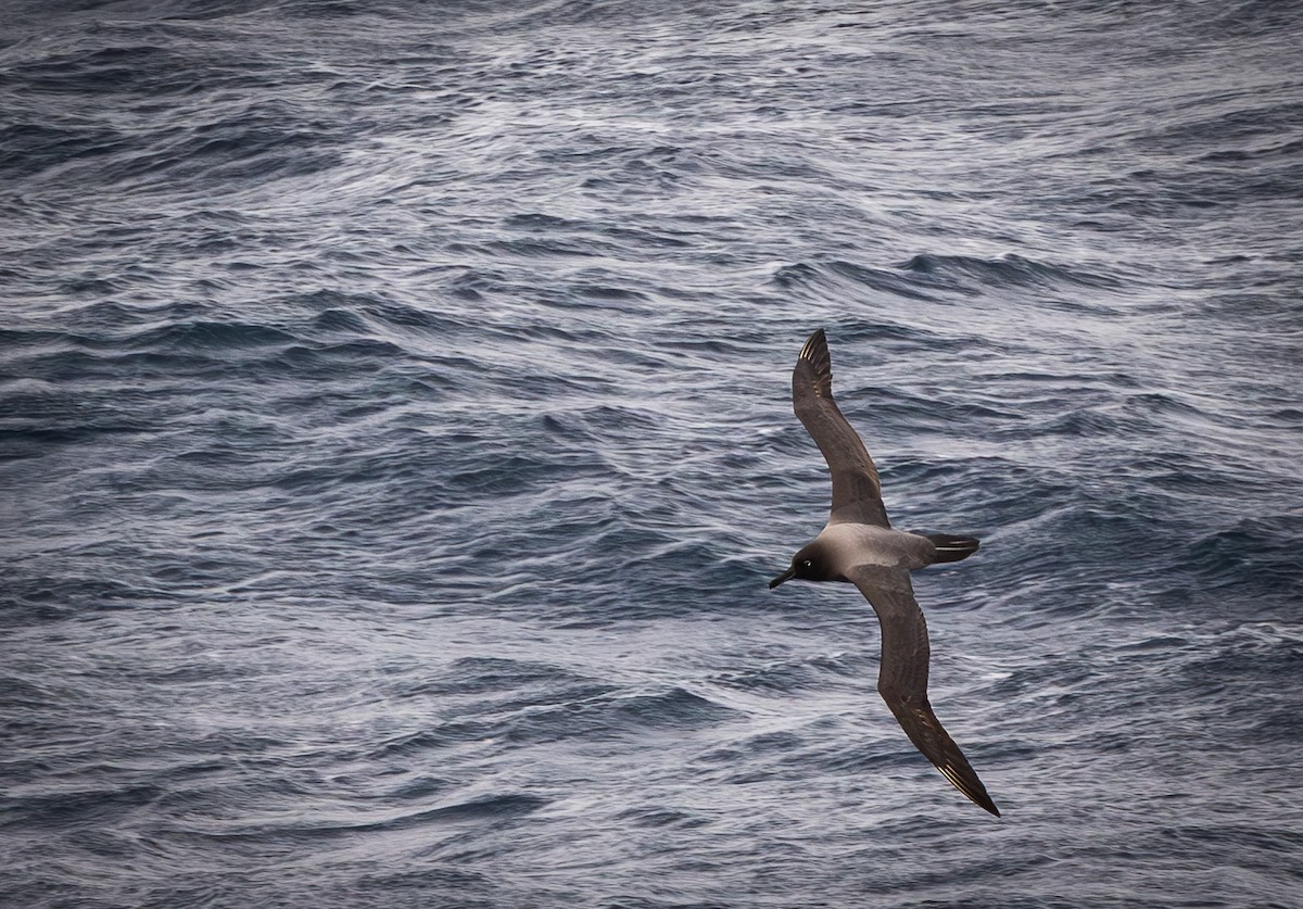 Albatros hauskara - ML646109405