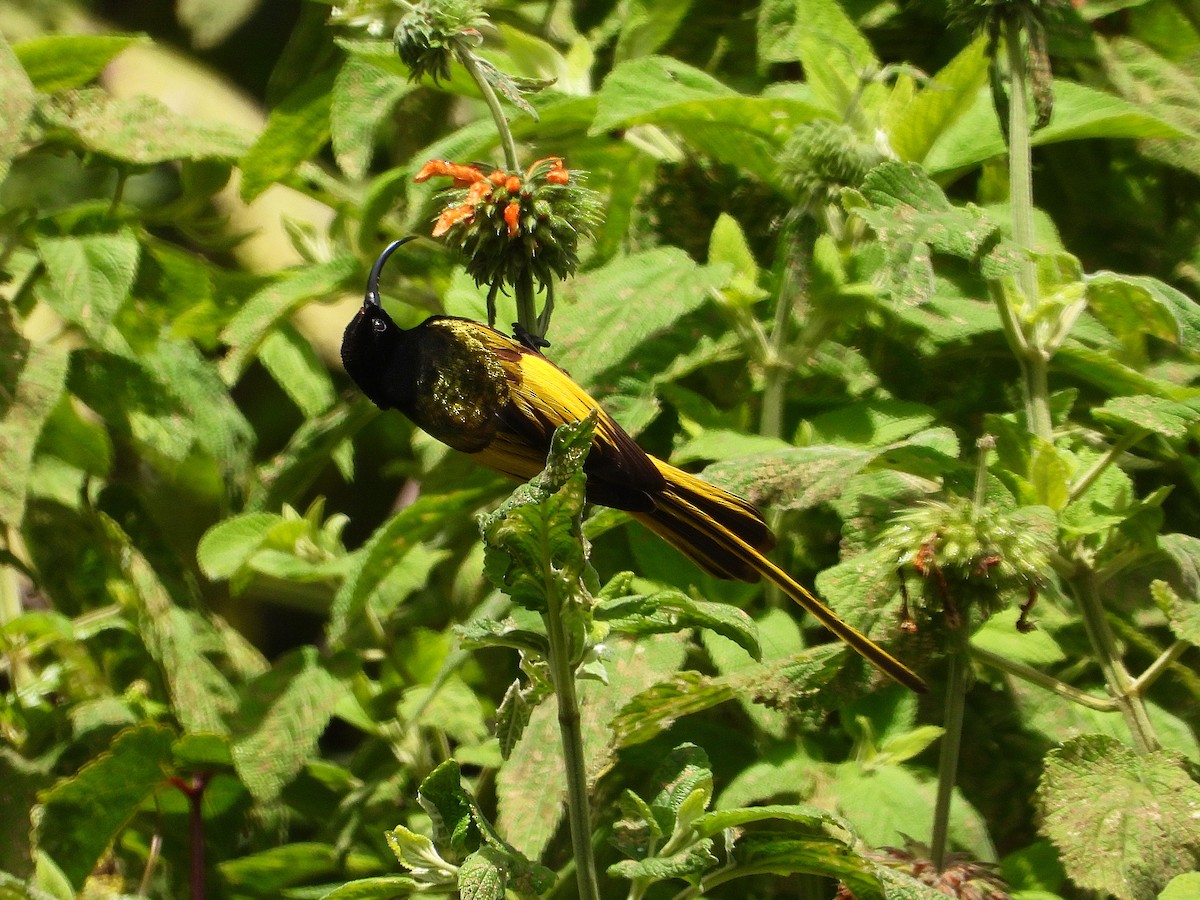 strdimil zlatokřídlý - ML646109407
