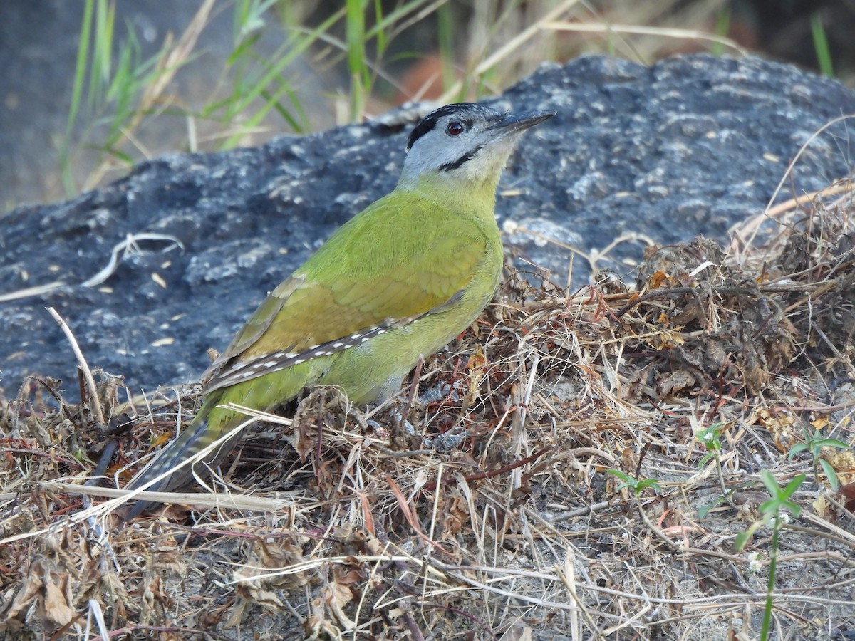 Pic cendré - ML646109409