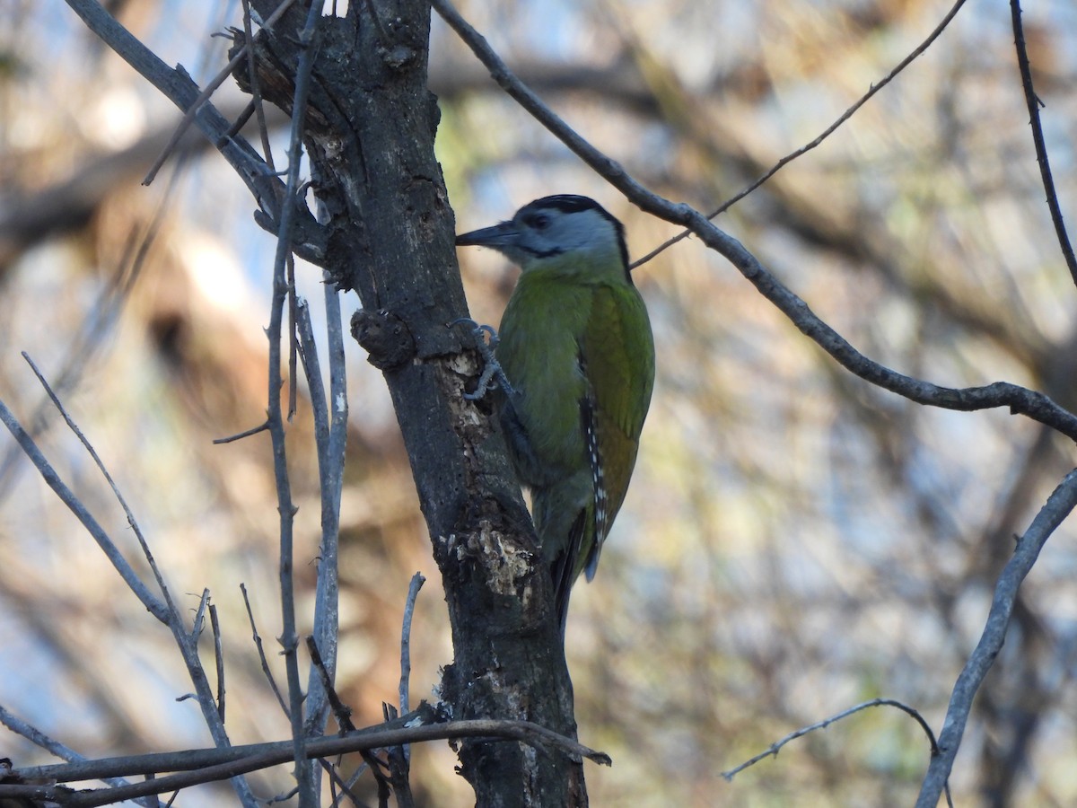 Pic cendré - ML646109410