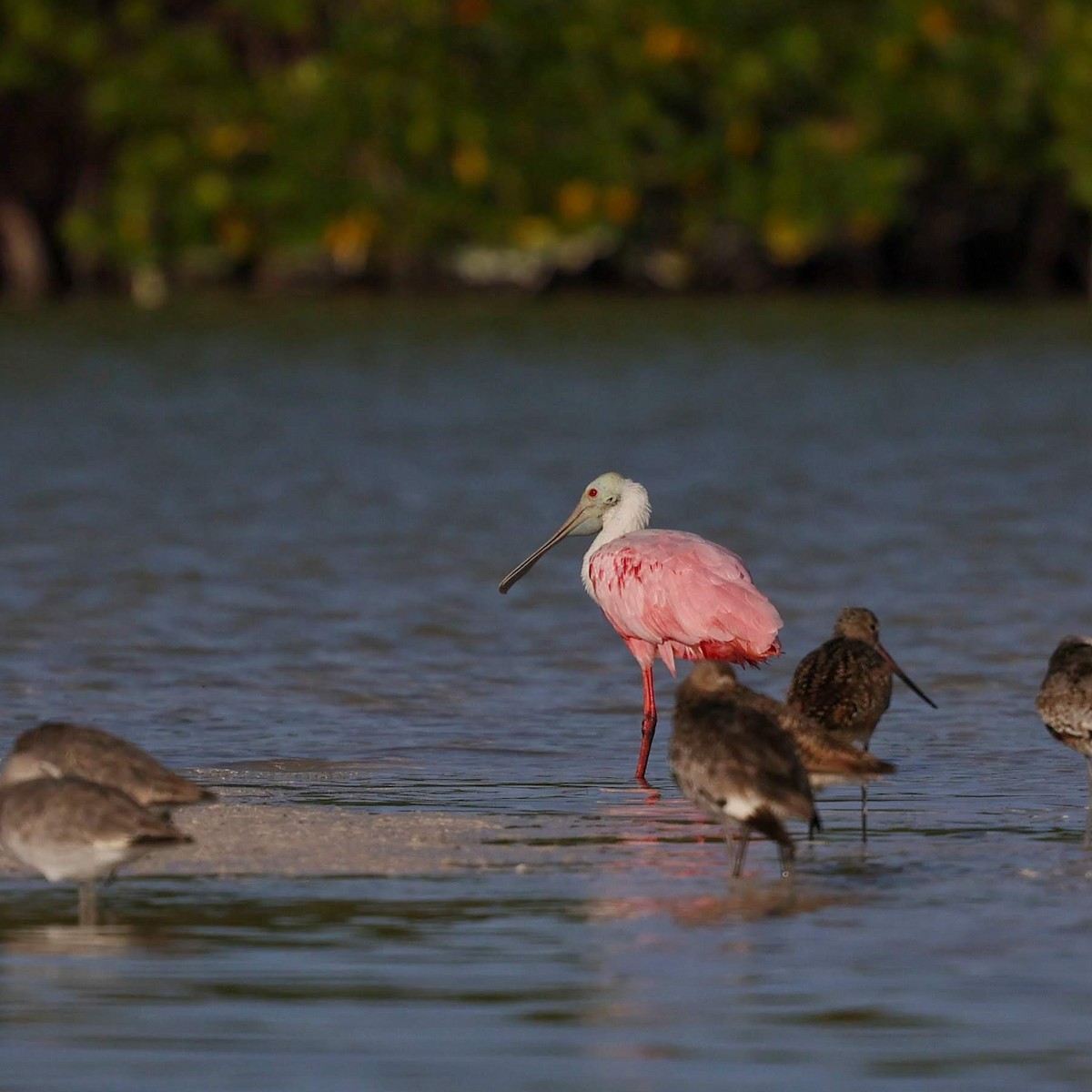 Mokozabal arrosa - ML646109414