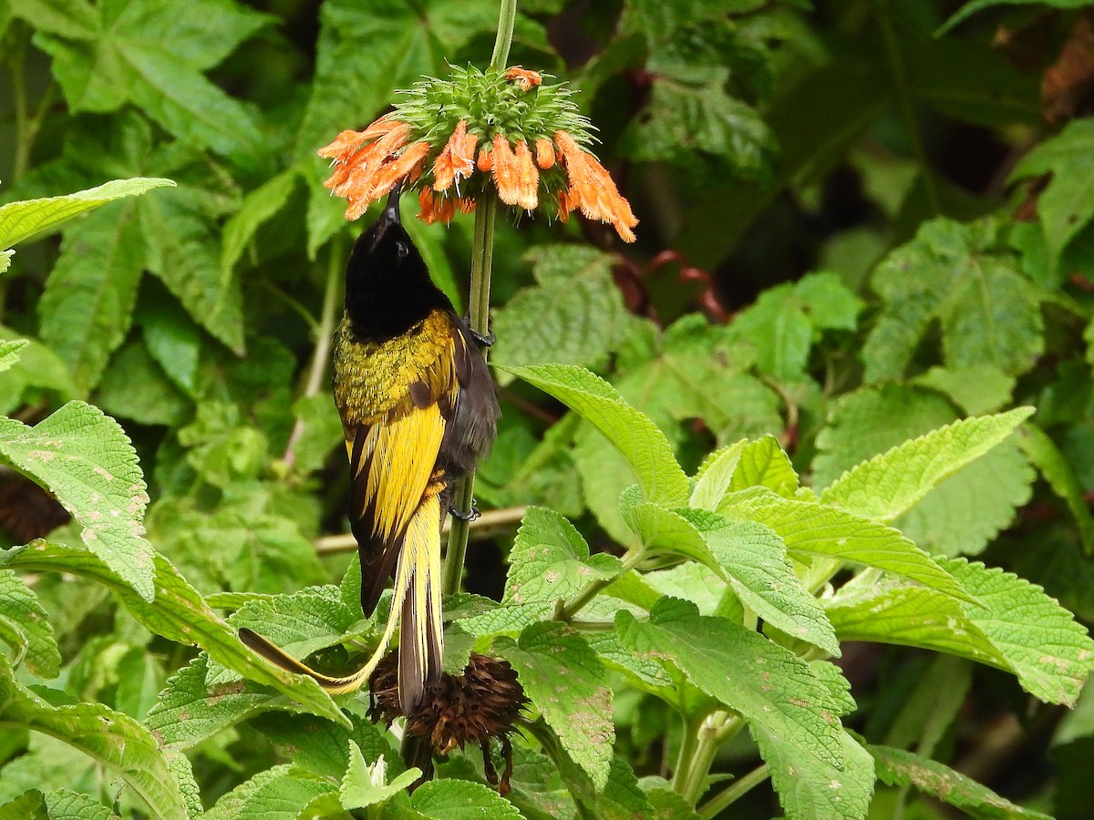 strdimil zlatokřídlý - ML646109416