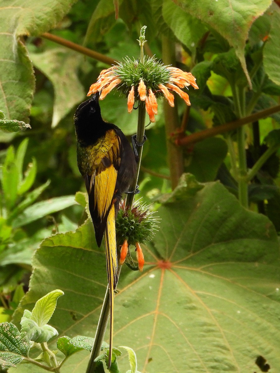 strdimil zlatokřídlý - ML646109417