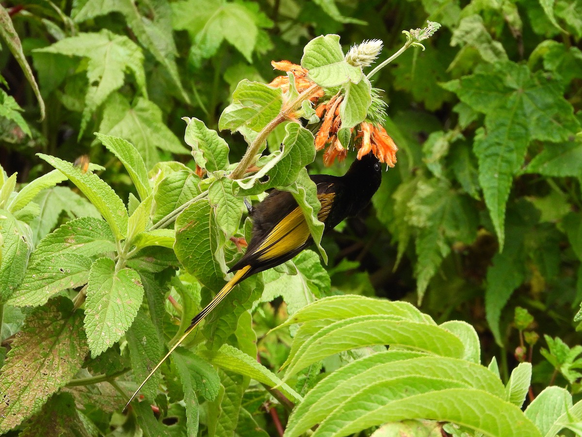 Golden-winged Sunbird - ML646109418