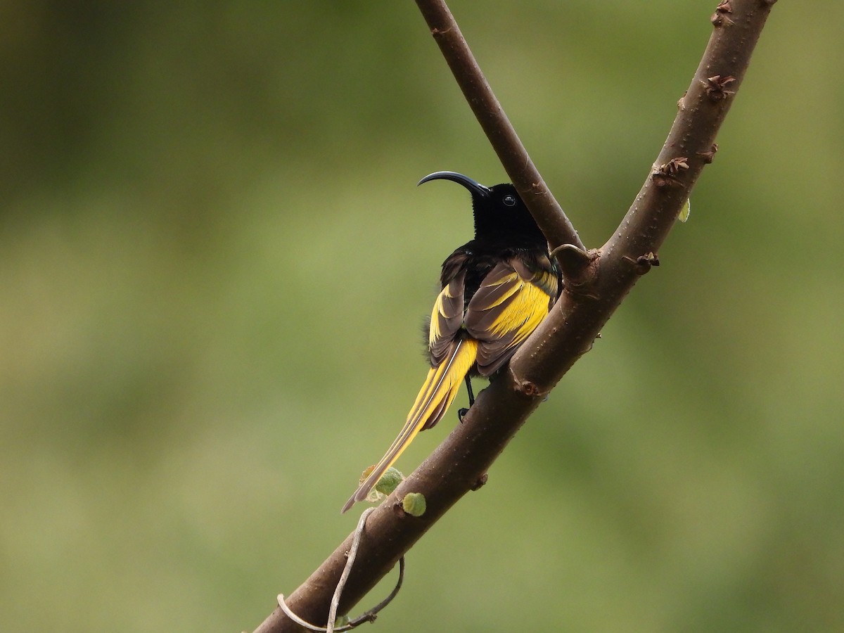 Golden-winged Sunbird - ML646109419