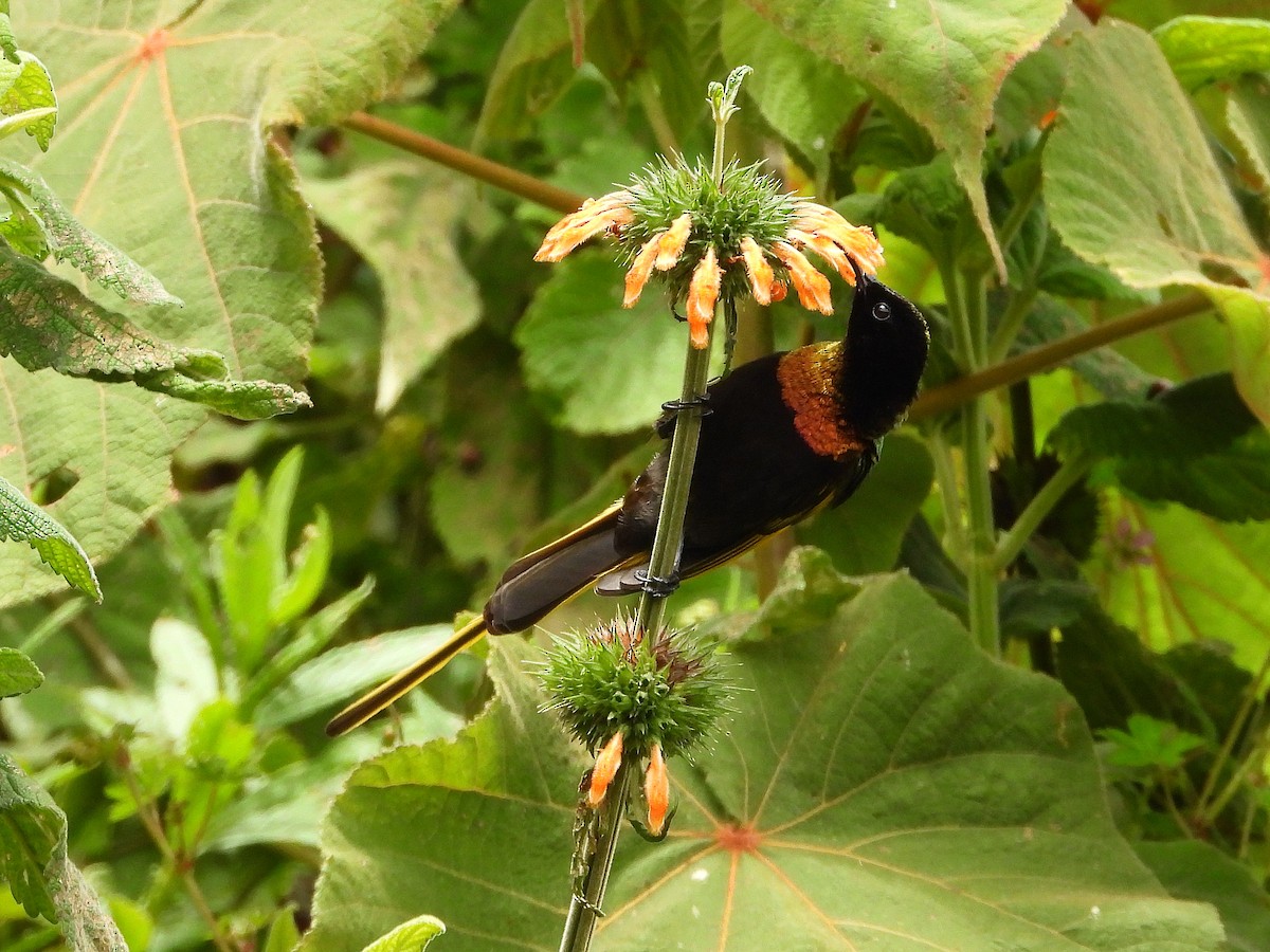 Golden-winged Sunbird - ML646109420